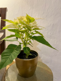 Cartagena