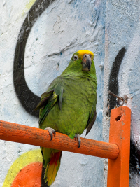 Cartagena