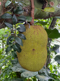 Rio de Janeiro