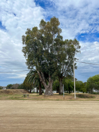 Uruguay