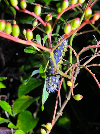 Parque Volcán Arenal