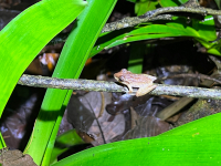 Parque Volcán Arenal