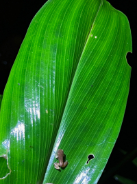 Parque Volcán Arenal