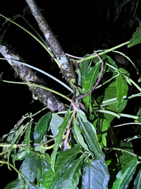 Parque Volcán Arenal