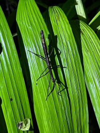 Parque Volcán Arenal