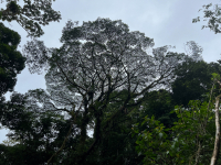 Parque Volcán Arenal
