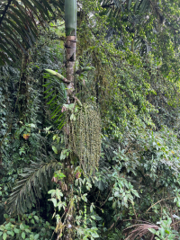 Parque Volcán Arenal