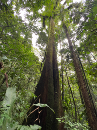 Parque Volcán Arenal