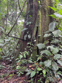 Parque Volcán Arenal