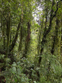 Parque Volcán Arenal