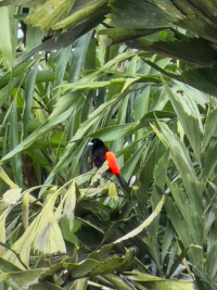 Parque Volcán Arenal