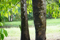 Parque Volcán Arenal