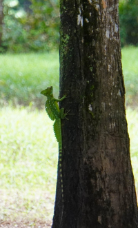 Parque Volcán Arenal