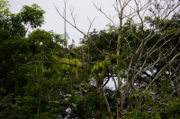 Parque Volcán Arenal