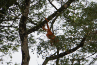 Parque Volcán Arenal