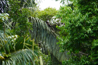 Parque Volcán Arenal