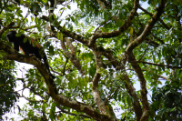 Parque Volcán Arenal