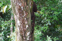 Parque Volcán Arenal