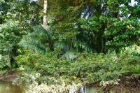 Parque Volcán Arenal