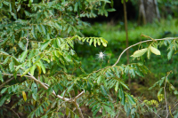 Parque Volcán Arenal
