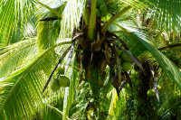 Parque Volcán Arenal