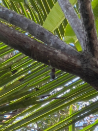Nosara