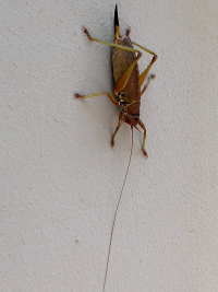 Nosara