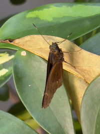 Nosara