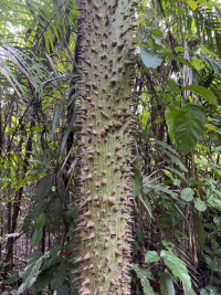 Nosara