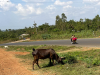 Nyang'oma Kogelo
