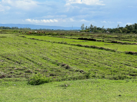 Kericho
