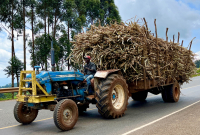 Kericho