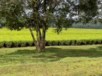 Kericho