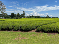 Kericho