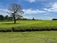 Kericho