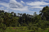 Kericho