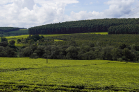 Kericho