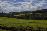 Kericho