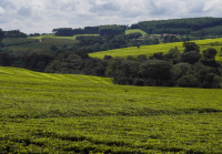 Kericho