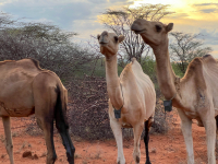 Samburu National Park