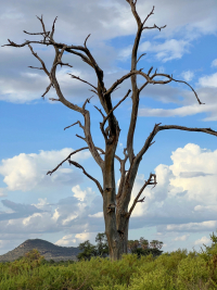 Samburu National Park