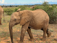 Samburu National Park