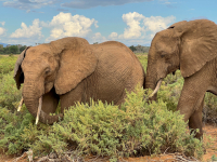 Samburu National Park