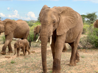Samburu National Park