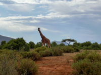 Samburu National Park