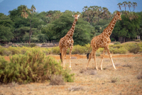 Samburu National Park
