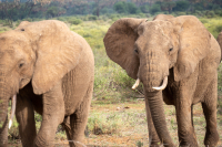 Samburu National Park