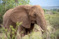 Samburu National Park
