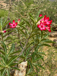 Samburu National Park