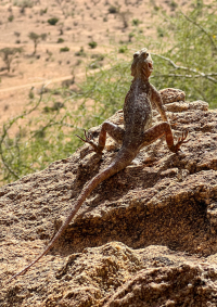Samburu National Park